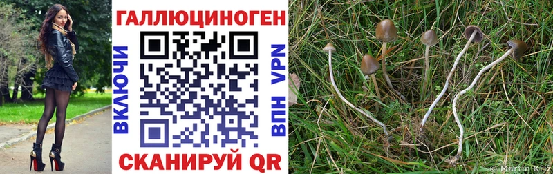 Купить где  Нижний Тагил  Псилоцибиновые грибы мицелий 